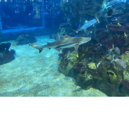 shark bite  (BETA)