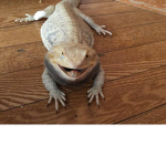 The bearded dragons and roblox group