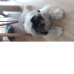 Like pet