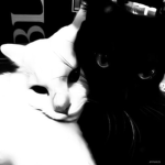 _My Kitti’s_