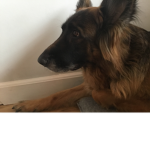 Dog cute sam is god