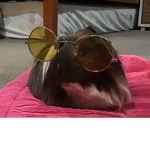 savage guinea pig