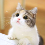 -Kittens United-