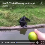 The monke fan club