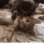 Meow..MEOW MEOW MEOW MEOW MEOW MEOW MEOW