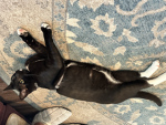 Cats are god