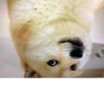 Doge Dogecoin group