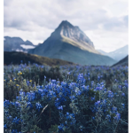 •ʙʟᴜᴇʙᴇʟʟᴇ•