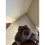HAMSTERSSSSSSSS