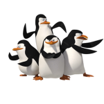 Penguins of Morocco