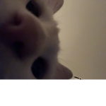 RosesUvU