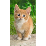#Kittens Rule!