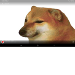 The orange husky group