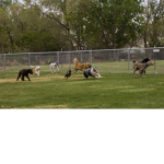THE ULTIMATE DOG ARMY