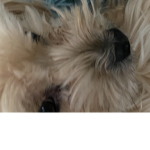 Love my dog piper