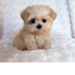 Puppy for Life