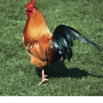 The chicken group yea!!