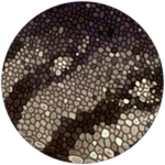 PRISMATIC Sedimentary Yan Unlocked! Roblox badge thumbnail