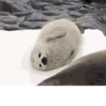 Seel's cool group