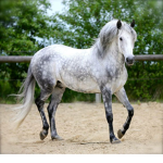 HORSES ARE LIFE1010101010101010101