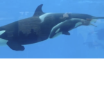sea world san diego and orlando