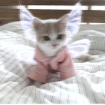 My Angel Babies