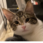 Cat gang army