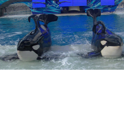 Dolphin stadium - Sea world