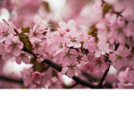 Small Blossoms