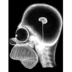 The pea brain club