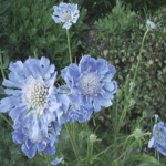scabiosa