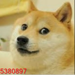 DOGE COOL