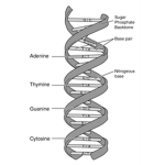 Geneticists of ROBLOX