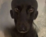 Snipeewolffans