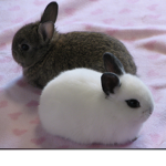 About bunny’s and hot chips :) I may pay ppl