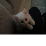 Kitten Kooki