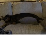 My big doge