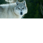 THE DOGE MEME COMMUNITY