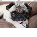 Pug’s Awsome Fan group! Woof!