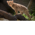 Ocelot’s United