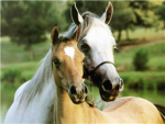 Saddle Club