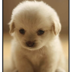 Golden retriever love