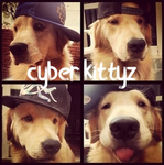 cyber kittyz