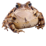 The Nut Toad Cult