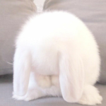 ୨୧ lvlii !! ,