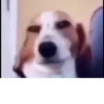 The Meme Club (What the dog doing)