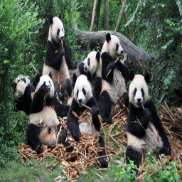 Panda Hangout/Group Meetings