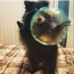 Trash Panda's!