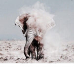 Elephant.Family