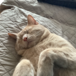 Cat Kingsss